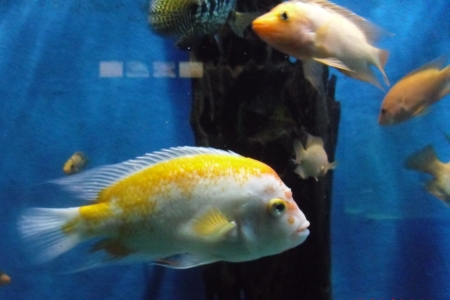 Langkawi - Insel der Fantasie und Freiheit (Teil 2)