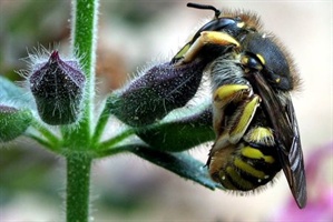 "Don’t mess with bees!“