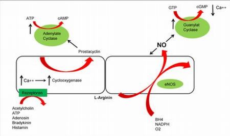 PR/Pressemitteilung: NO-Freisetzung aus L-Arginin, Nitrat und Nitrit